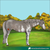 Horse Color:White Spotted Silver Black 