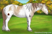 Horse Color:White Spotted Liver Red Dun Tobiano