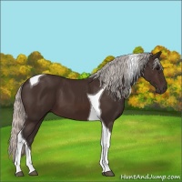 Horse Color:Silver Brown Tobiano 