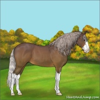 Horse Color:Silver Brown Roan Splash 