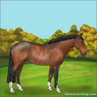 Horse Color:Brown Rabicano 