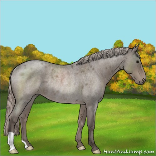Horse Color:Silver Blue Roan Rabicano