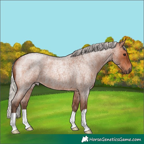 Horse Color:Unknown 