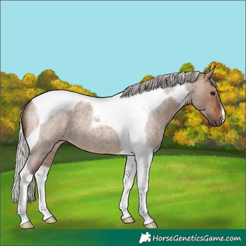 Horse Color:Silver Brown Roan Dun Tobiano