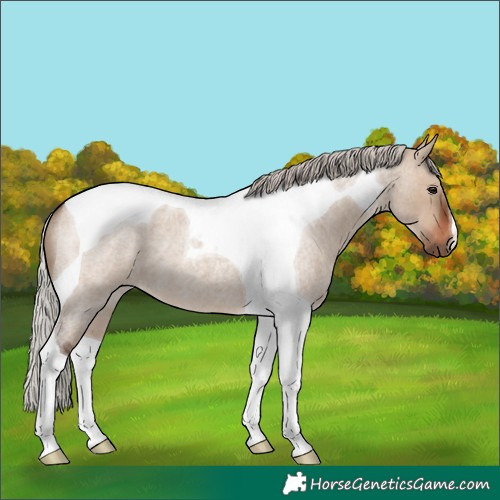 Horse Color:Silver Brown Roan Dun Tobiano 