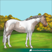 Horse Color:Silver Brown Roan Dun Tobiano