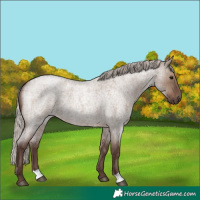 Horse Color:Silver Grullo Roan 