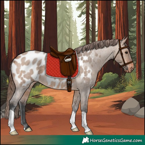 Horse Color:Unknown 