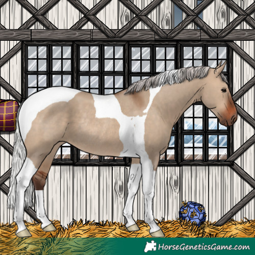 Horse Color:Silver Brown Dun Tobiano Rabicano
