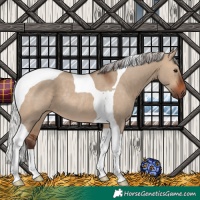 Horse Color:Silver Brown Dun Tobiano Rabicano 