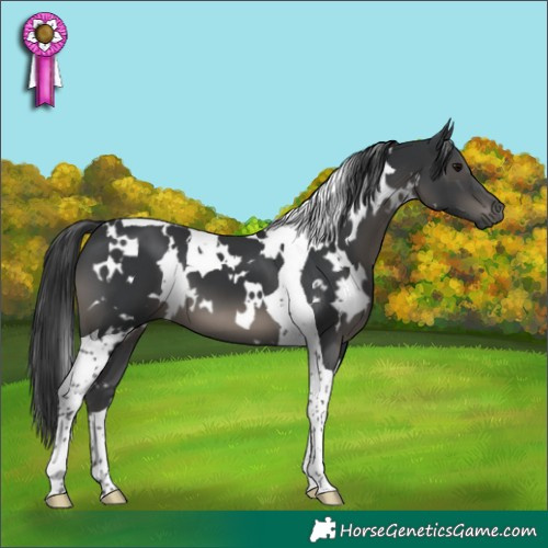 Horse Color:White Spotted Black Tobiano