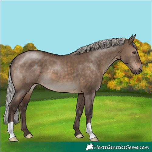 Horse Color:Silver Brown Dun 