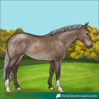 Horse Color:Silver Brown Dun