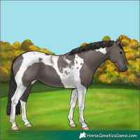 Horse Color:Grullo Tobiano 