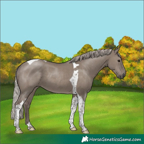 Horse Color:Silver Grullo Tobiano 