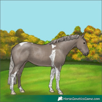 Horse Color:Silver Grullo Tobiano