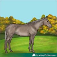 Horse Color:Silver Grullo 