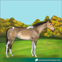 Horse Color:Buckskin Dun Tobiano Rabicano 