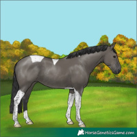 Horse Color:Grullo Tobiano Rabicano 
