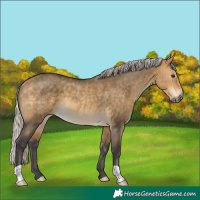 Horse Color:Silver Buckskin Dun Rabicano 