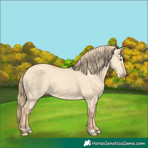 Horse Color:Gold Champagne Dun 