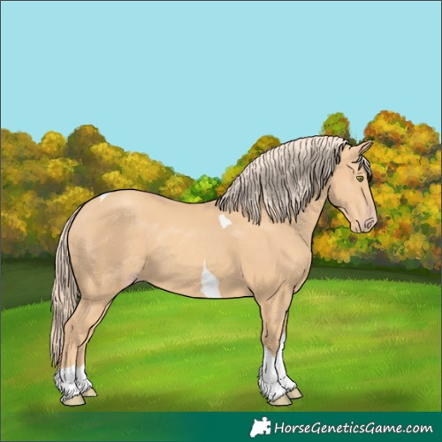 Horse Color:Gold Champagne Tobiano 