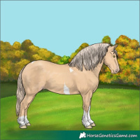 Horse Color:Gold Champagne Tobiano 