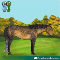 Horse Color:Buckskin 