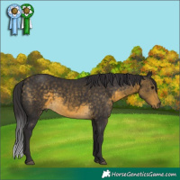 Horse Color:Buckskin 