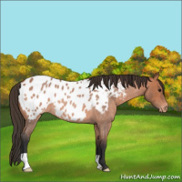 Horse Color:Bay Roan Appaloosa 