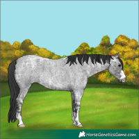 Horse Color:Blue Ice Roan 