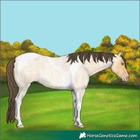 Horse Color:Amber Cream Champagne Roan Tobiano 