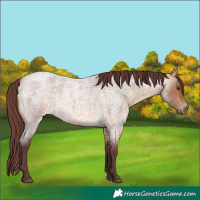 Horse Color:Chocolate Buckskin Roan
