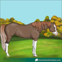 Horse Color:Liver Red Dun Splash 