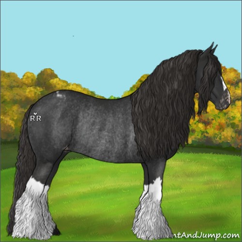 Horse Color:Liver Chestnut Appaloosa Rabicano 