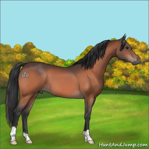 Horse Color:Unknown 