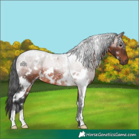 Horse Color:White Spotted Brown Rabicano 