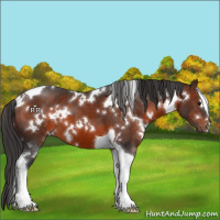 Horse Color:White Spotted Brown Tobiano 
