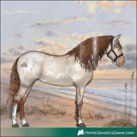 Horse Color:White Spotted Brown Pearl Dun
