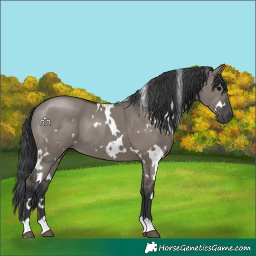 Horse Color:White Spotted Grullo 