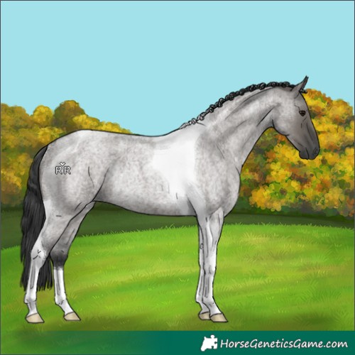 Horse Color:Grullo Roan Tobiano Rabicano 