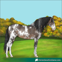 Horse Color:White Spotted Brown Dun Sabino Rabicano