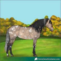 Horse Color:White Spotted Brown Dun Rabicano 