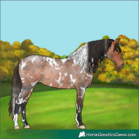 Horse Color:White Spotted Bay Roan Rabicano 