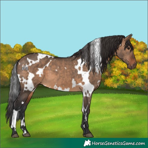 Horse Color:White Spotted Brown Dun 