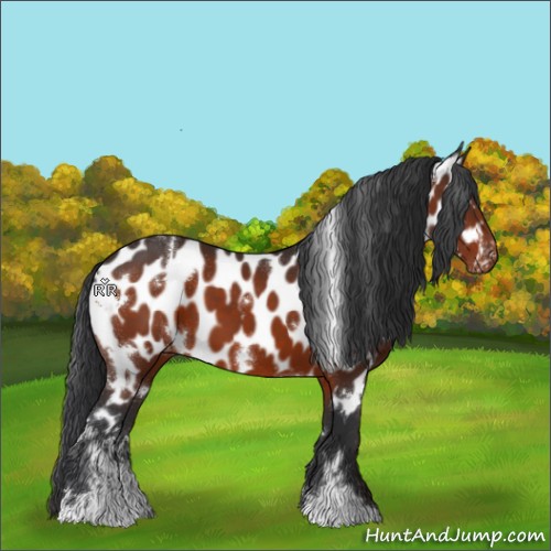 Horse Color:White Spotted Brown Sabino Appaloosa 