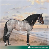 Horse Color:White Spotted Brown Roan Rabicano 