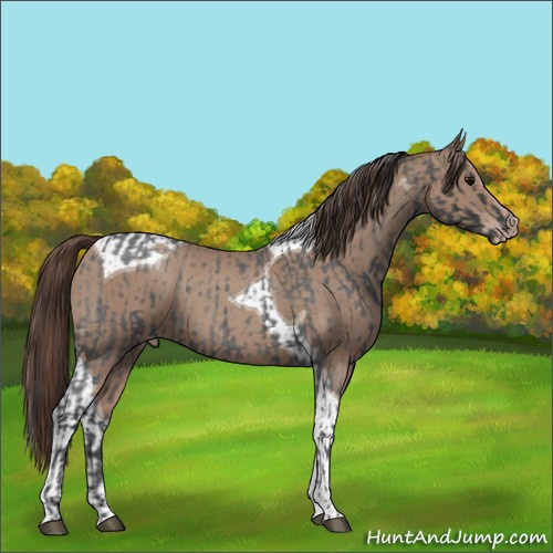 Horse Color:Blue Roan and Classic Champagne Tobiano