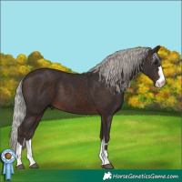 Horse Color:Silver Brown