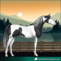 Horse Color:Black Splash Tobiano 